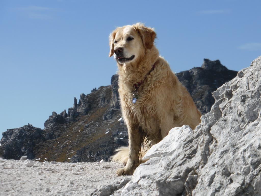 Pension Steinadler Neustift im Stubaital Exteriör bild